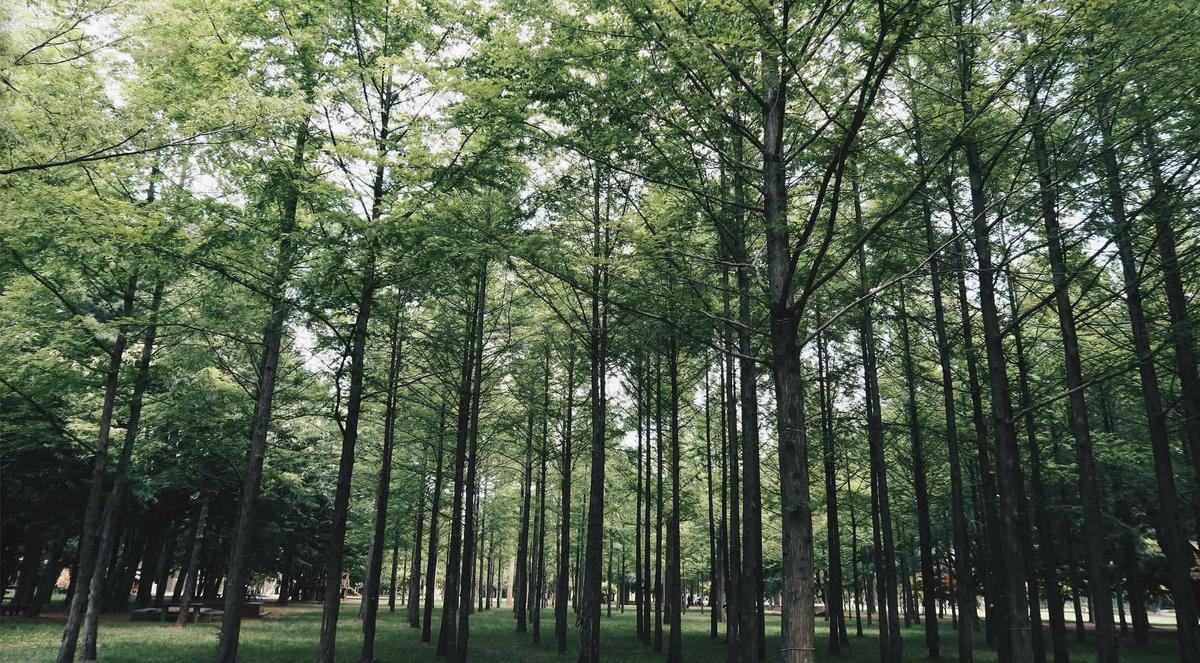 Nami Island.