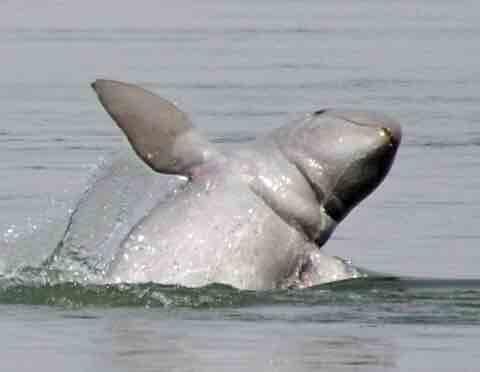 Dauphins du Mékong, source Wikipédia