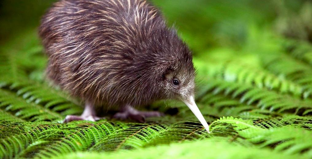 Kiwi-1024x682