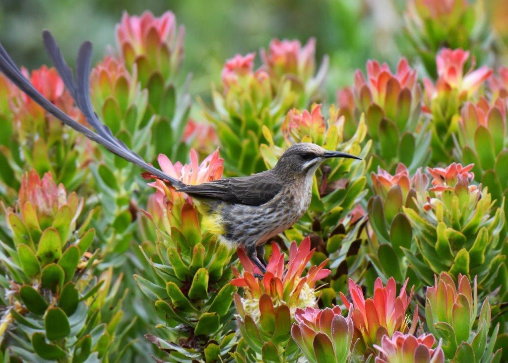 L'Afrique du Sud, paradis pour les observateurs d'oiseaux !