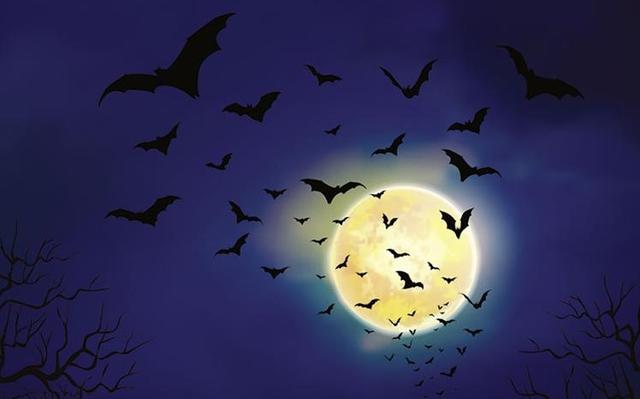 nuit chauve souris belvedere