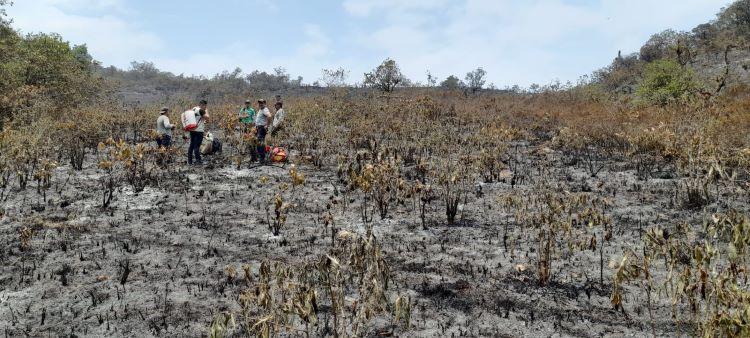 Amazonie incendiée