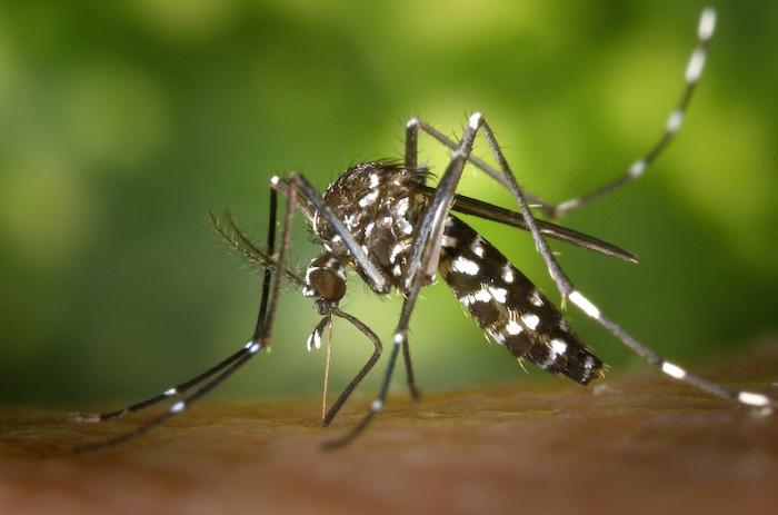 Moustique aedes aegypti, responsable de la transmisión del dengue