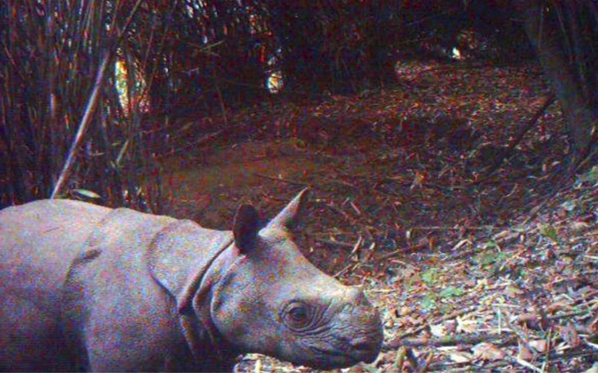 Le jeune rhinocéros capturé par les caméras de surveillance