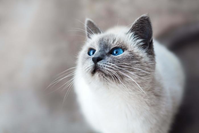 un chat blanc