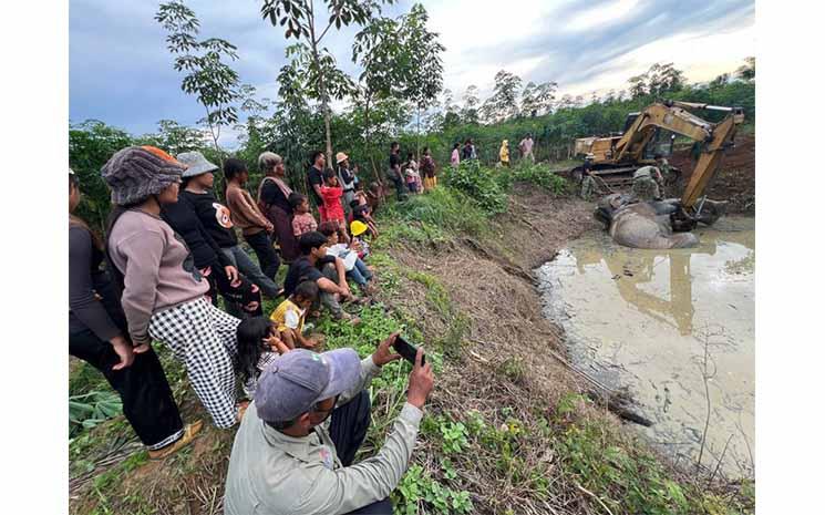 Cambodge éléphant