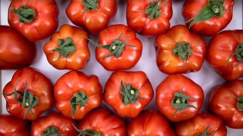 Wabi-Sabi, la nouvelle tomate d'Almeria en forme de piment.