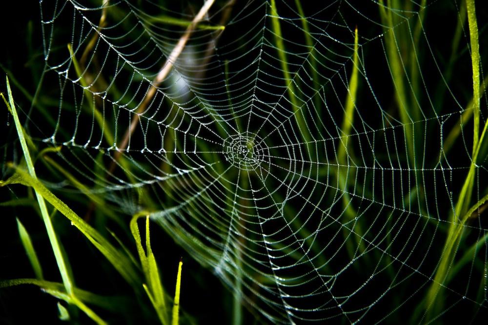 Une toile d'araignée à l'orée du matin, un piège à éviter 