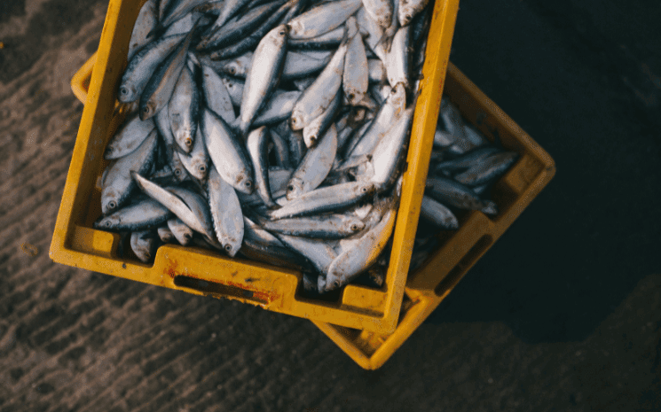 étalage sardines