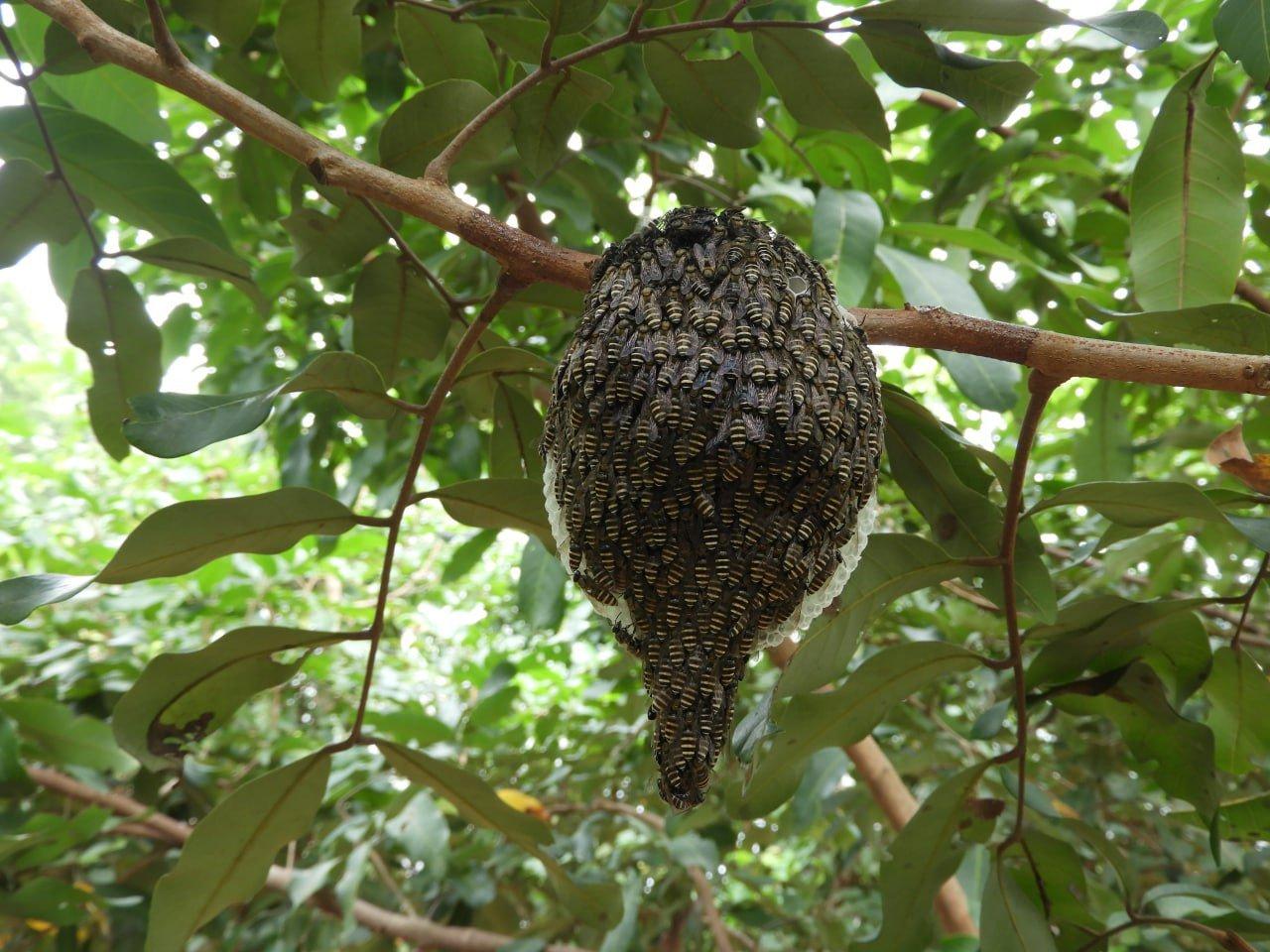 abeilles cambodgiennes 