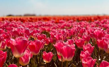 champ de tulipes roses