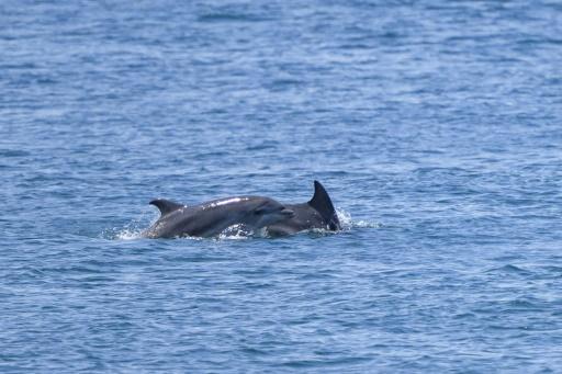 les dauphins à Istanbul