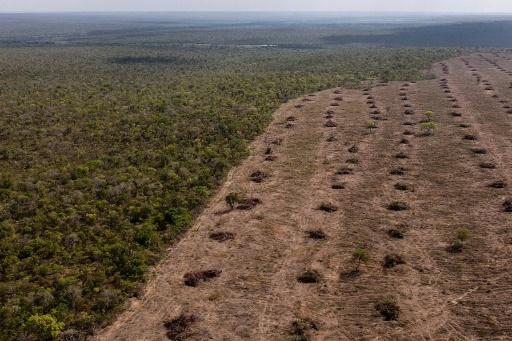 la déforestation partout dans le monde