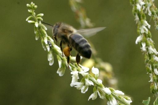 Abeille COP16