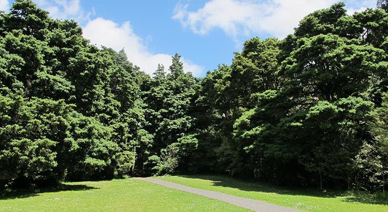 Tōtara Puhinui Creek Path