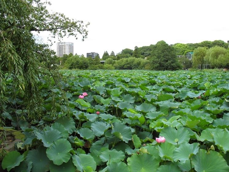 Parc ueno