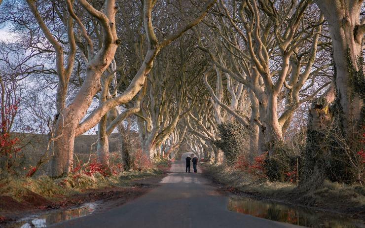 The dark Hedges