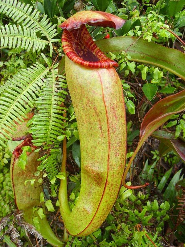 Nepenthes_bokorensis_plante carnivore du Cambodge