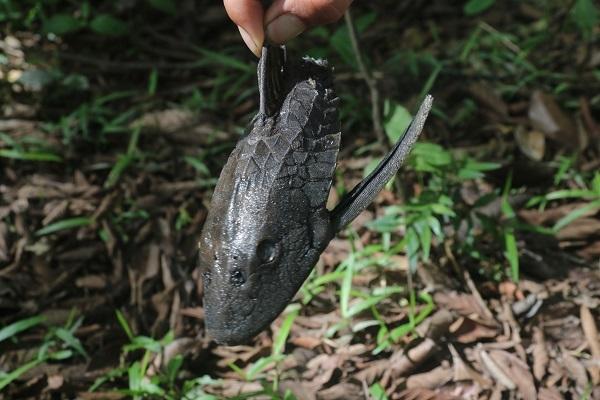 Les 10 plats typiques de la selva péruvienne