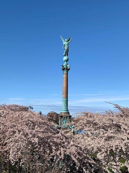 ange cerisiers fleurs Copenhague 