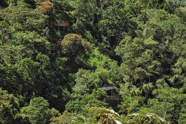 bosque churumazu foret perou oxapampa