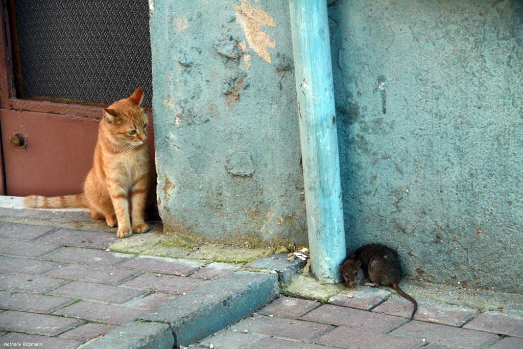 Chats d'Istanbul