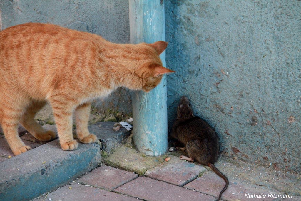 Chats d'Istanbul