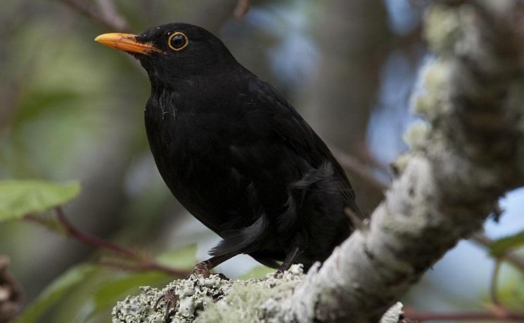 merle black bird nouvelle zelande oiseau