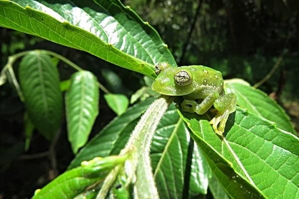 bosque churumazu foret perou oxapampa