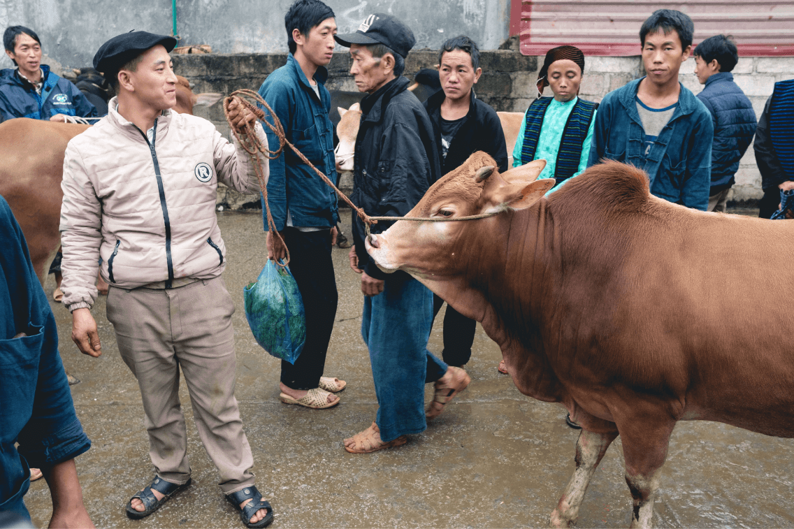 vietnam marché meo vac 