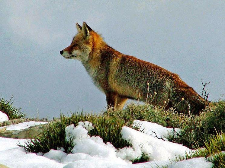 Renard Sierra de las Nieves