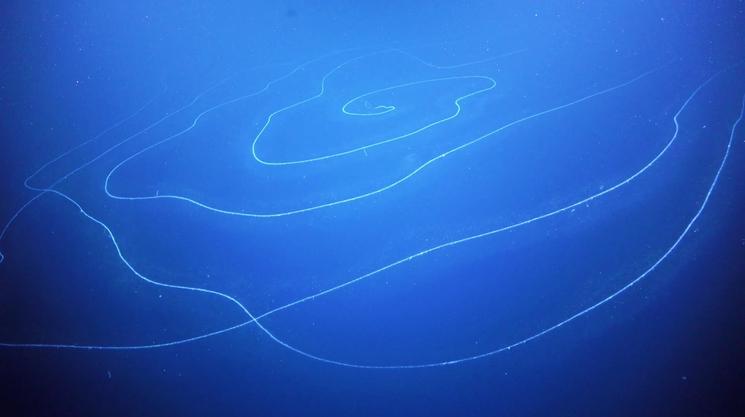 Siphonophore 