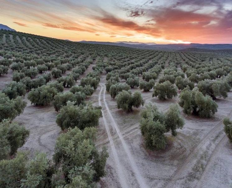 Oliviers de Jaen