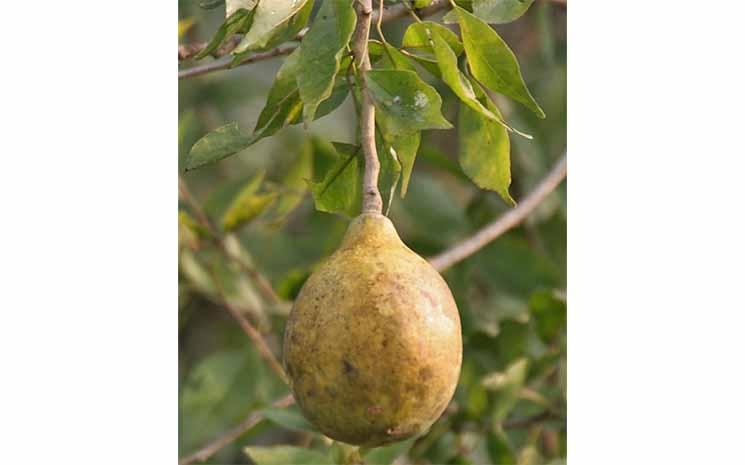 Fruit de l’oranger de Malabar (Photographie : J.M.Garg, CC BY-SA 3.0)