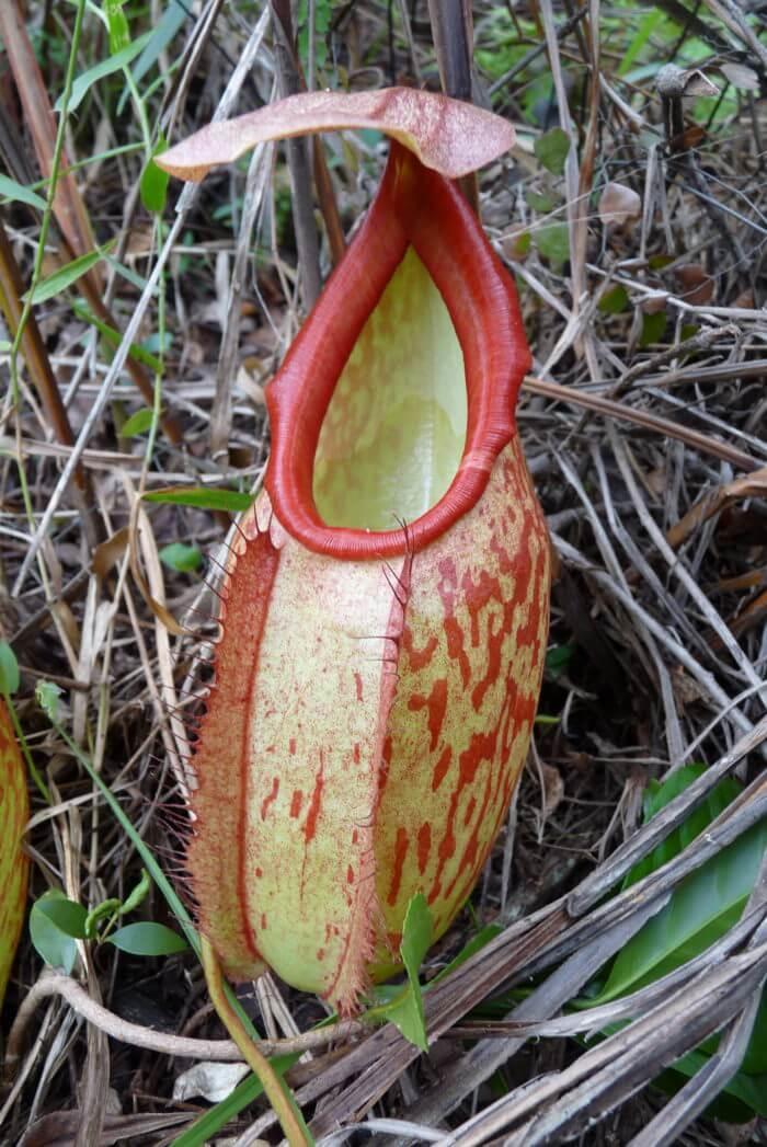 Nepenthes_holdenii plante carnivore du Cambodge