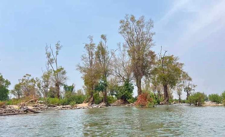 Les inondations dans la province de Stung Treng déracinent les arbres et en laissent d'autres submergés. le 10 mars 2024. (Sovann Sreypich CamboJa News)