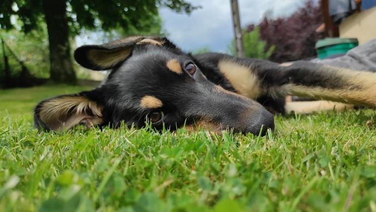 chien qui dort dans l'herbe