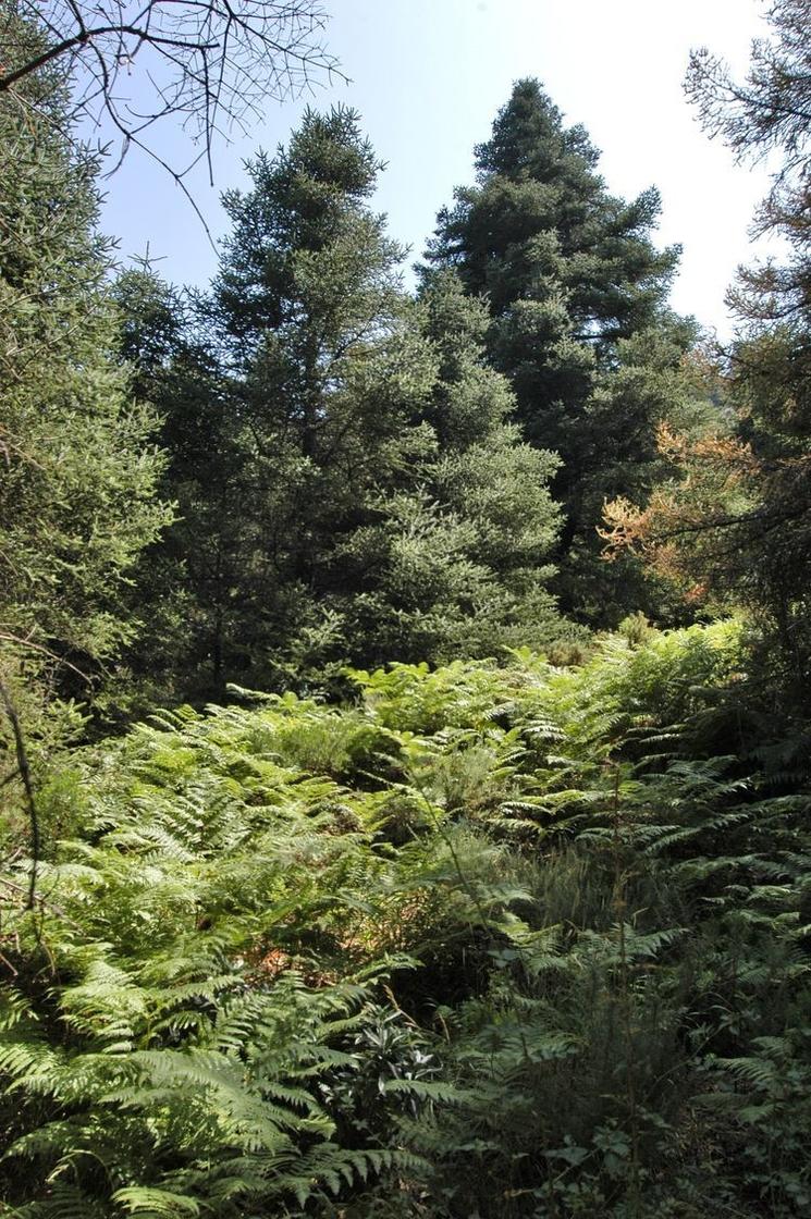 Pinsapo Sierra de las Nieves