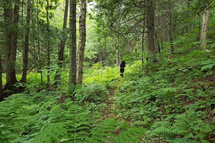 Forêt de Lanaudière