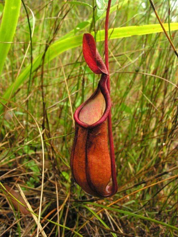 Nepenthes_holdenii plante carnivore du Cambodge