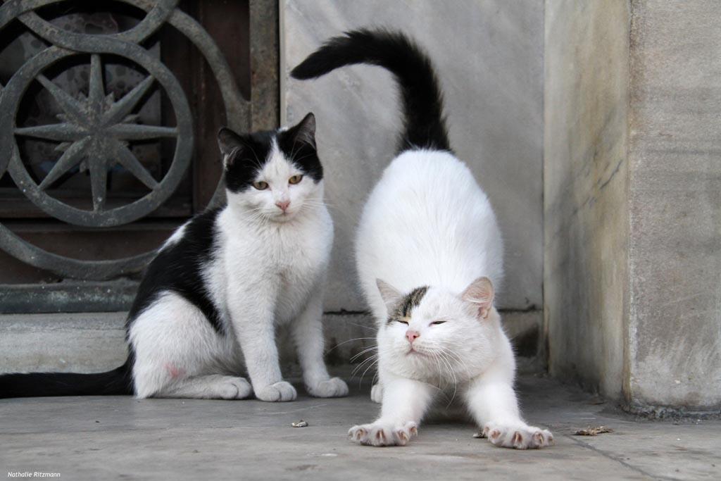 Chats Istanbul