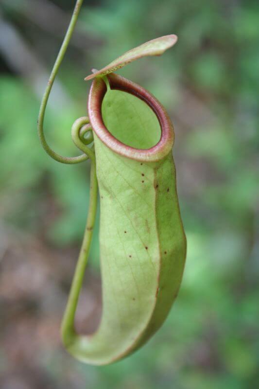 Nepenthes-mirabilis plante carnivore du Cambodge