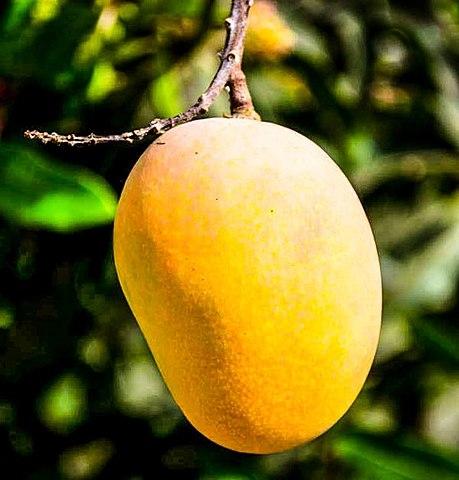 une mangue dans l'arbre