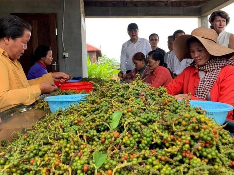 poivre à Kampot