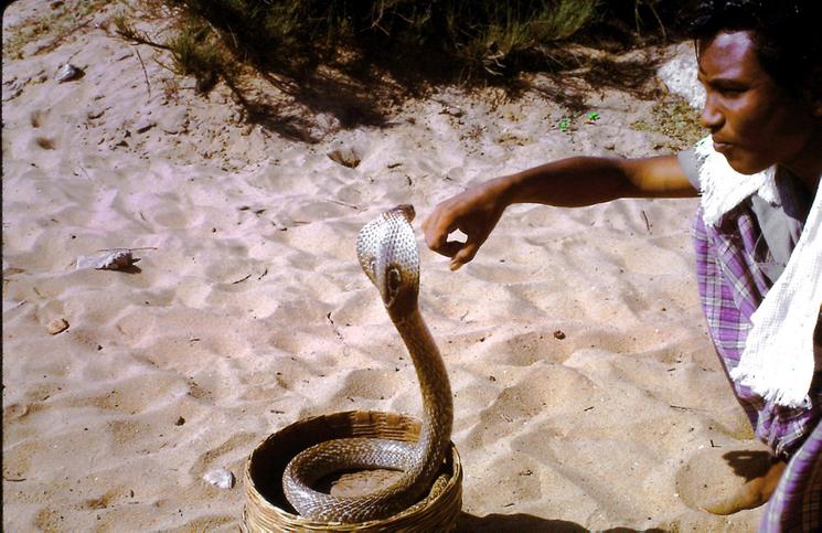 cobra serpent chennai madras danger india inde 