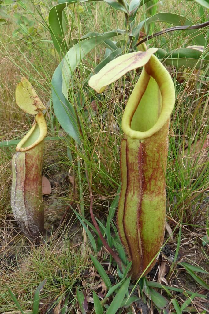  Nepenthes_smilesii_plante carnivore du Cambodge