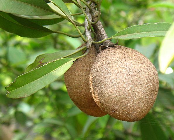 un sapotille sur l'arbre