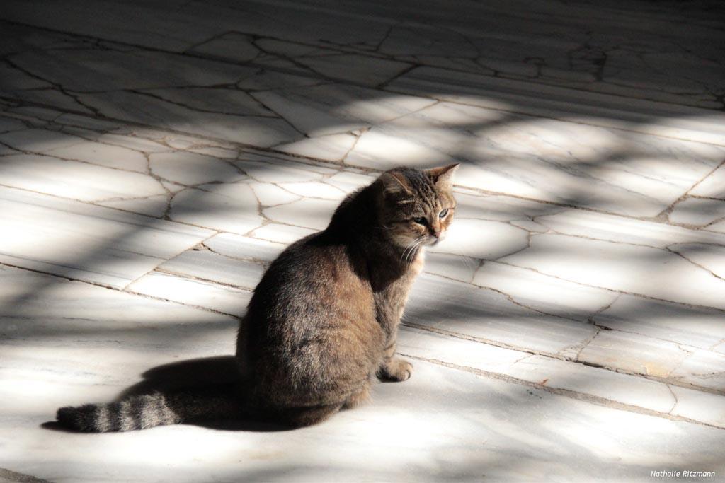 Chats Istanbul