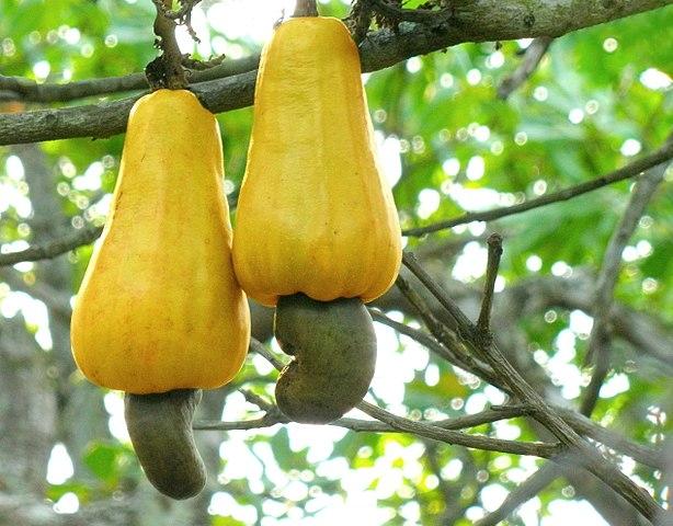 des pommes cajou avec leurs noix dans l'arbre