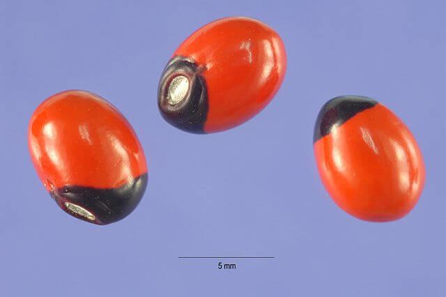 Abrus_precatorius_seeds.